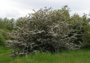 AUBÉPINE sommité fleurie* (g)