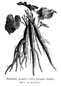 BARDANE racine coupée (g)*