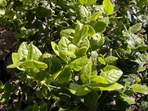 BOLDO feuille coupée (g)