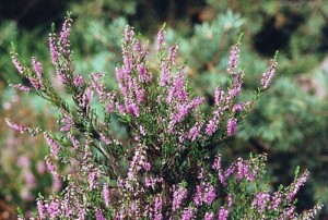 BRUYÈRE fleur bio* (g)