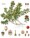BUSSEROLE sachet 60g