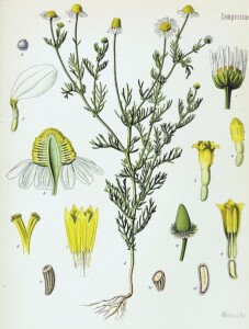 CAMOMILLE ROMAINE fleur (g)