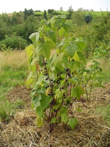 CASSIS feuille bio FR (g)*