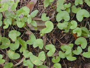 CENTELLA ASIATICA (g)