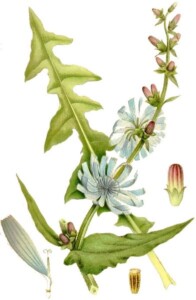 CHICORÉE racine coupée* (g)