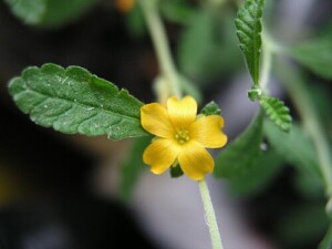 DAMIANA feuille coupée (g)