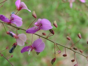 DESMODIUM feuille coupée (g)