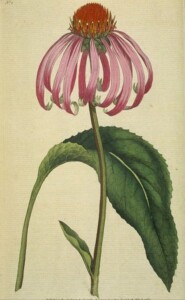 ÉCHINACÉE plante coupée bio (g)*