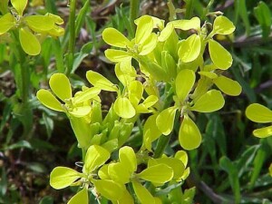 ERYSIMUM Plantes coupée (g)
