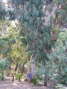 EUCALYPTUS coupe fine (g)*