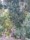 H.E. EUCALYPTUS RADIE 10ml*