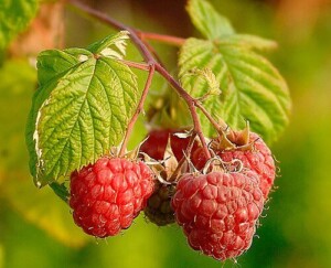 FRAMBOISIER feuille coupée BIO (g)*