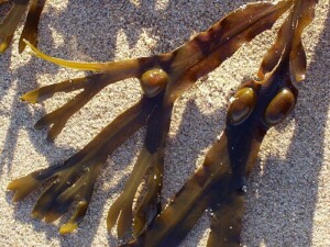 FUCUS (g)