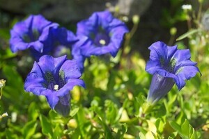 GENTIANE racine bio (g)*