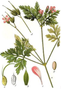 GERANIUM Robert (g)