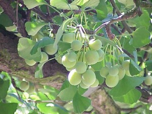 GINKGO BILOBA feuille (g)*
