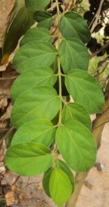 GYMNEMA feuille coupée (g)