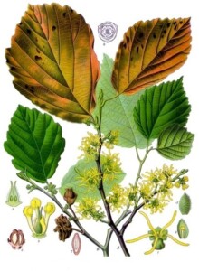 HAMAMELIS feuille coupée (g)