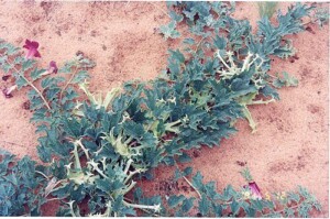 HARPAGOPHYTUM racine coupée (g)