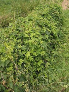 HOUBLON cône entier (g)