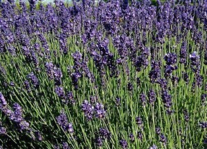LAVANDE fleur superbleue bio (g)*