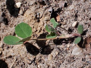 MÉLILOT plante coupée (g)