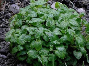 MELISSE bio feuille entière (g)*