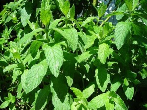 MENTHE DOUCE feuille entiere BIO (g)*