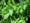 H.E. MENTHE POIVREE 30ml*
