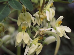 MORINGA feuille coupée bio (g)*