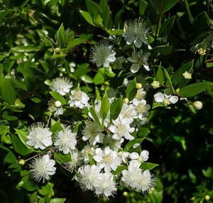 MYRTE feuille (g)