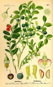 MYRTILLE feuille FR (g)*