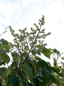 NOYER feuille coupée (g)