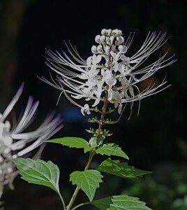ORTHOSIPHON feuille coupée (g)