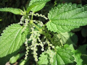 ORTIE bio feuille moulue* (g)