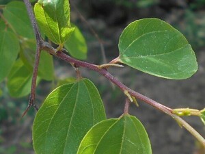 PALIURE fruit (g)