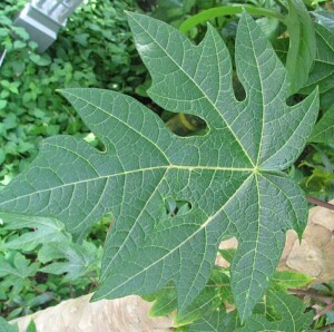 PAPAYER feuille coupée (g)