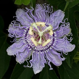 PASSIFLORE bio* (g)