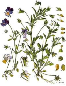 PENSEE SAUVAGE sommité fleurie (g)