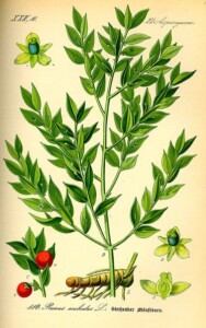 PETIT HOUX racine coupée (g)