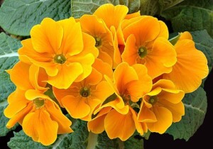 PRIMEVERE OFFICINALE fleur (g)