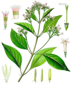 QUINQUINA ROUGE écorce (g)