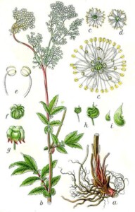 REINE des PRES sommité fleurie (g)*