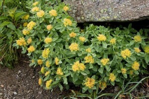 RHODIOLA racine moulue (g)