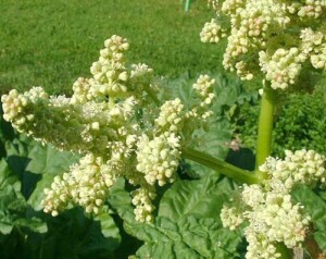 RHUBARBE racine coupée (g)