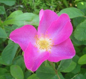 ROSE pétale bio* (g)