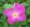 ROSE CEST LA VIE (g)