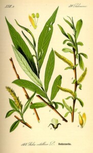 SAULE écorce bio (g)*