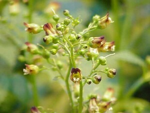 SCROFULAIRE NOUEUSE plante coupée (g)
