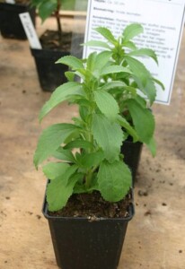 STEVIA feuille moulue (g)*